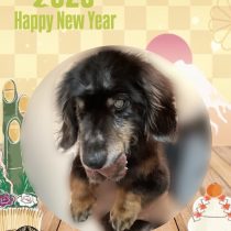 ミニチュアダックス