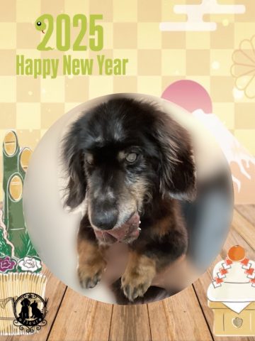 ミニチュアダックス