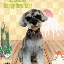 ミニチュアシュナウザー