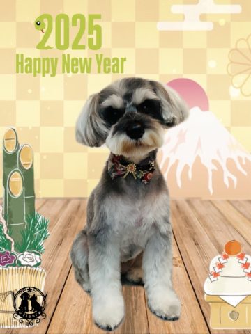 ミニチュアシュナウザー