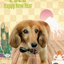 ミニチュアダックス