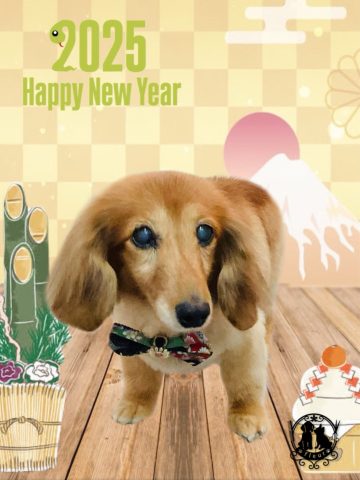 ミニチュアダックス