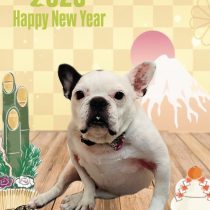 フレンチブルドッグ