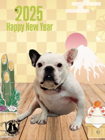 フレンチブルドッグ