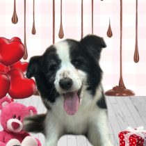 ボーダーコリー