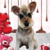 ミニチュアシュナウザー