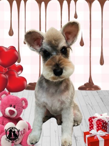 ミニチュアシュナウザー