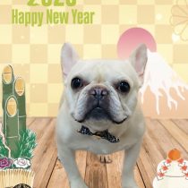 フレンチブルドッグ