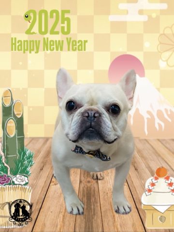 フレンチブルドッグ