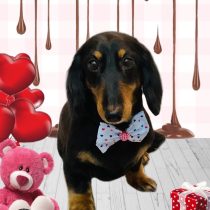 ミニチュアダックス