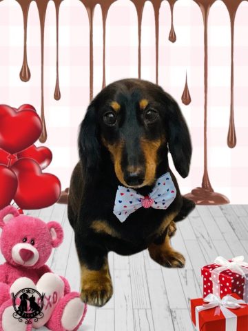 ミニチュアダックス