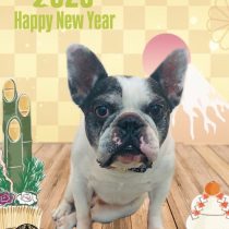 フレンチブルドッグ