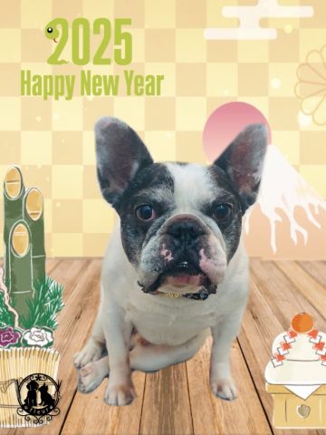 フレンチブルドッグ