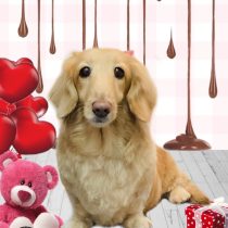 ミニチュアダックス