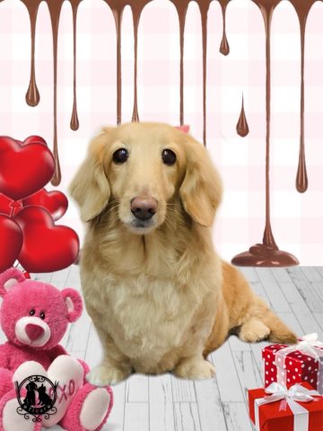 ミニチュアダックス