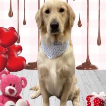 ゴールデンレトリバー