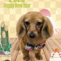 カニンヘンダックス