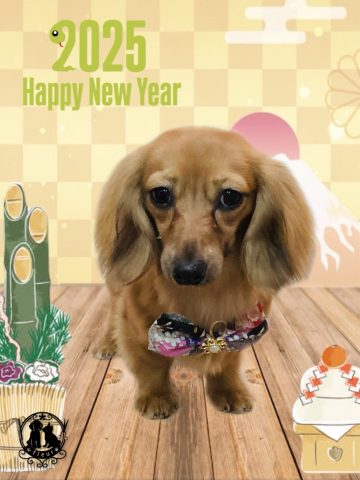 カニンヘンダックス