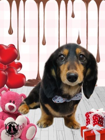 ミニチュアダックス