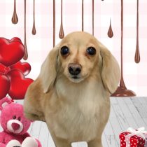 ミニチュアダックス