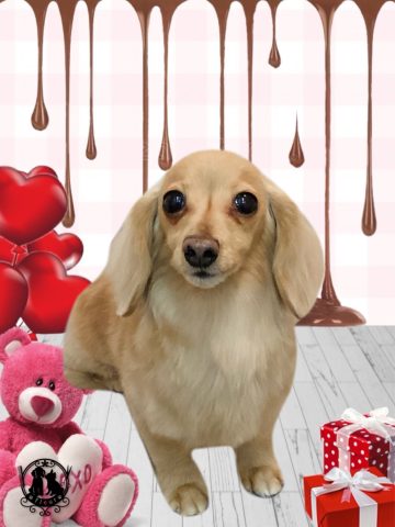 ミニチュアダックス