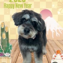 ミニチュアシュナウザー