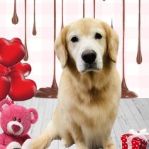 ゴールデンレトリバー