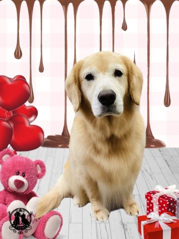 ゴールデンレトリバー