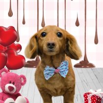 ミニチュアダックス