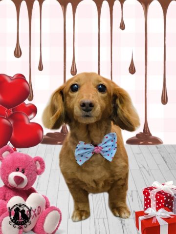 ミニチュアダックス