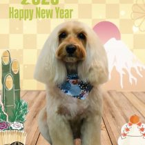 オーストラリアンラブラドゥードル