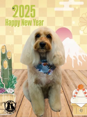 オーストラリアンラブラドゥードル