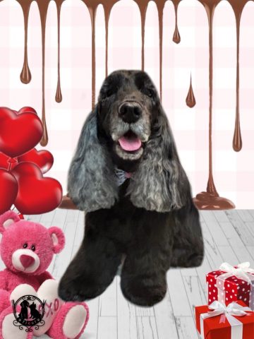 イングリッシュコッカースパニエル