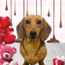 ミニチュアダックス