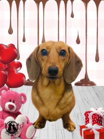 ミニチュアダックス