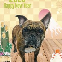 フレンチブルドッグ