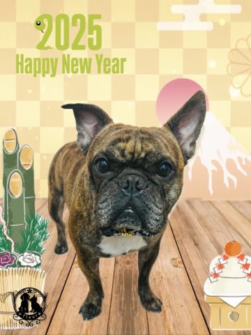 フレンチブルドッグ