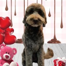 オーストラリアンラブラドゥードル