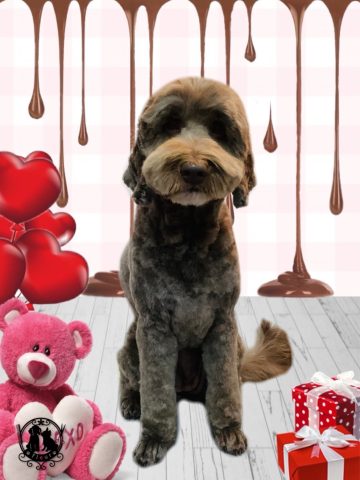 オーストラリアンラブラドゥードル