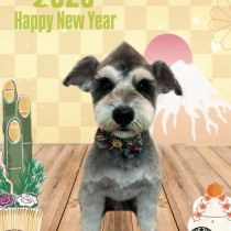 ミニチュアシュナウザー