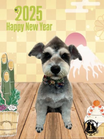 ミニチュアシュナウザー