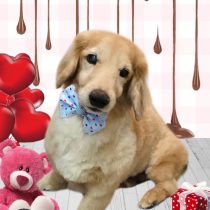 ミニチュアダックス