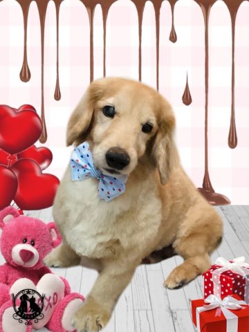 ミニチュアダックス