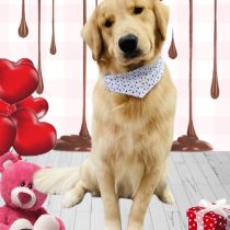 ゴールデンレトリバー