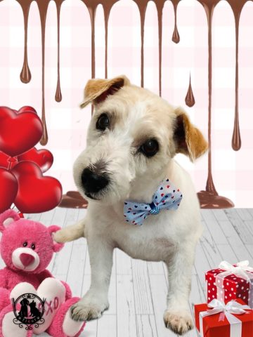 ジャックラッセルテリア