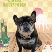 フレンチブルドッグ