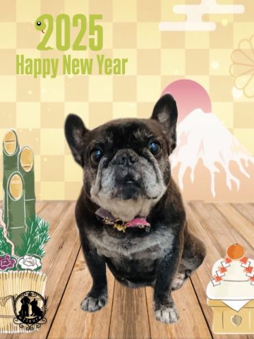 フレンチブルドッグ