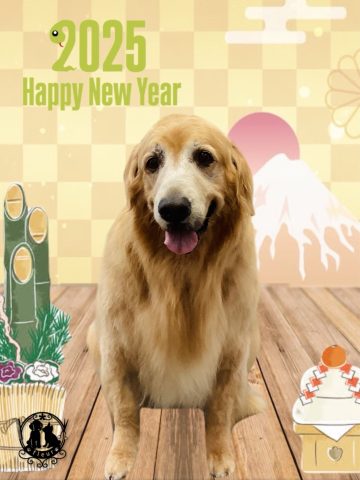 ゴールデンレトリバー