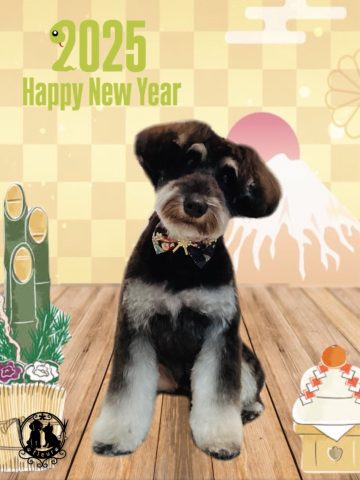 ミニチュアシュナウザー