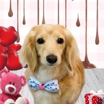 ミニチュアダックス